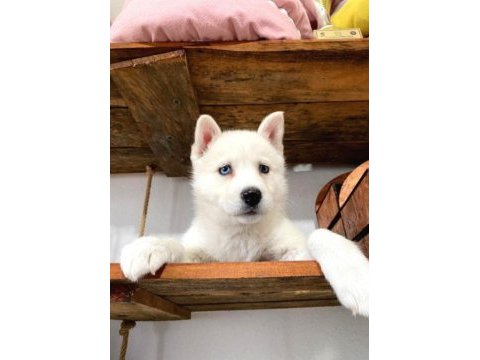 Yakışıklı husky sibirya kurdu yavrularımız