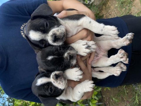 Bodrumdan orjinal fransız bulldog köpekler