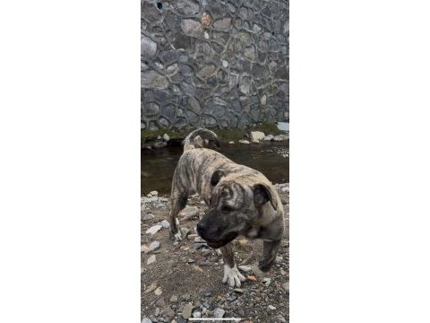 Yavru safkan dişi presa canario