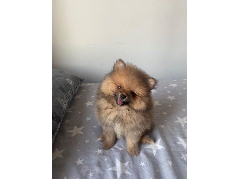 2 aylık pomeranian boo