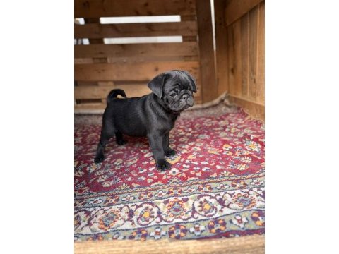Sağlıklı pug yavrular