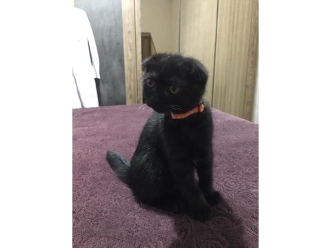 Yavru scottish fold