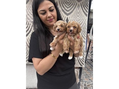 Ufacık maltipoo yavrularım