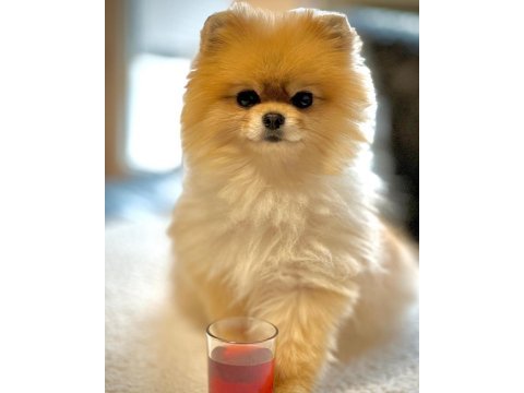 Pomeranian boo yavruları