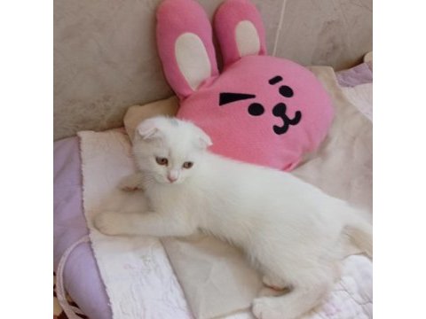 Scottish fold kedimi