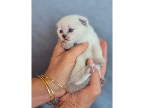 Scottish fold blue point