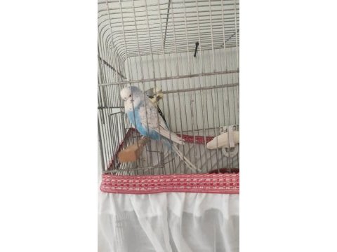 Hazır çift show jumbo
