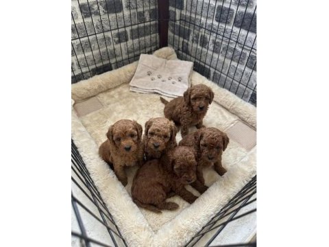 Dişi ve erkek toy poodle yavrular