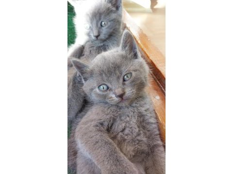 Evinize neşe ve huzur istiyorsanız british shorthair