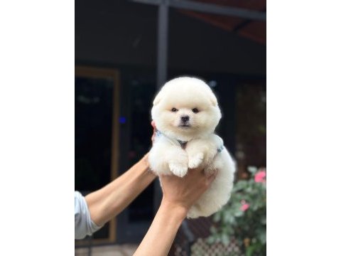 Irk ve sağlık garantili pomeranian boo