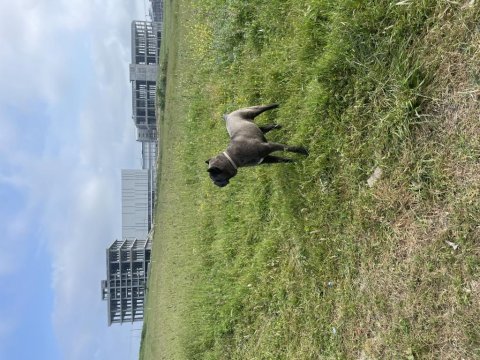 Cane corso 7 aylık