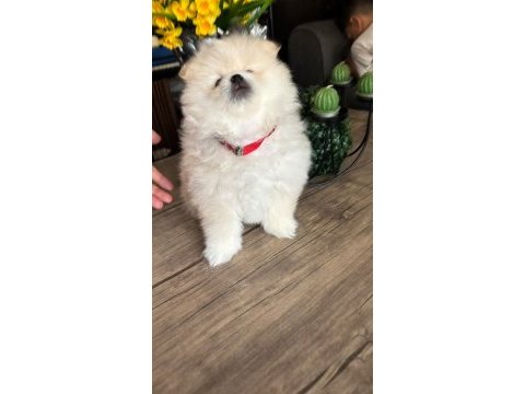 Pomeranian boo köpeği