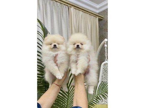 Boo pomeranian garantili çiftliğimizden yavrularımız