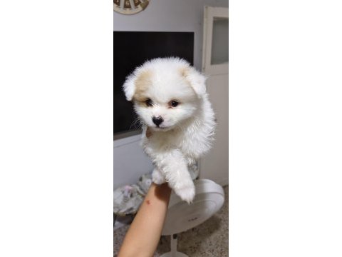 Pomeranian boo erkek ve dişi yavrularımız