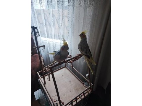 Çift sultan papağanı
