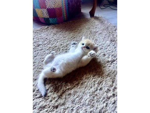 Saf kan golden british shorthair yavrular (wcf kayıtlı)