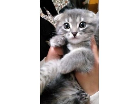 Scottish fold kırık kulaklı güzel kızlarım