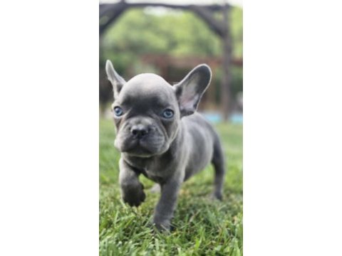Blue french bulldog yavruları