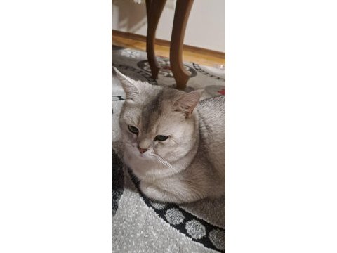 Acil yuva aranıyor kedimiz bulut ücretsiz sahiplendirme