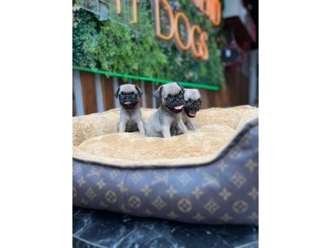 Safkan pug yavrular