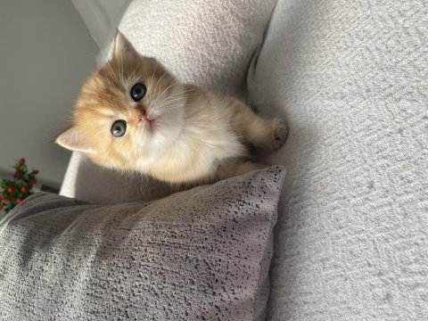 British shorthair golden