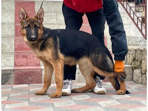Orjinal showline alman kurdu fci şecereli köpeğimiz