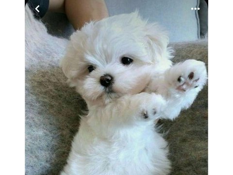 Maltese terrier