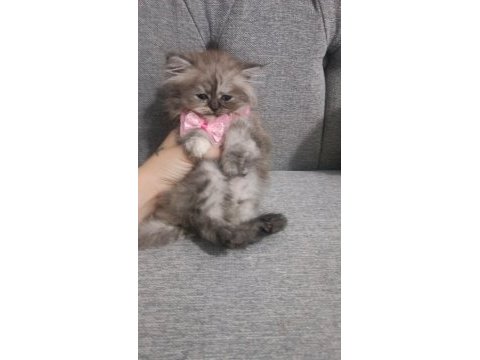 1.5 aylık dünya tatlısı yavrular chinchilla