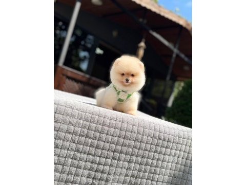Süper kalite pomeranian boo