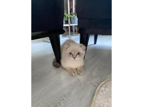 Acil scottish fold