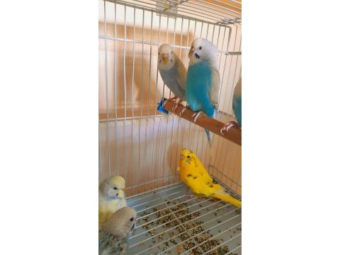 Muhabbet kuşu damızlık 2 adet dişi sorunsuz