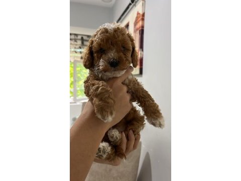 5 adet dişi erkek poodle