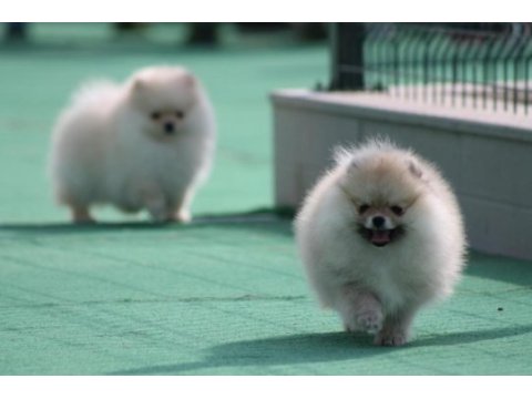 Pomeranian boo yavrular anne baba şecereli