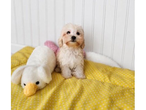 Maltipoo  yavrularımız 