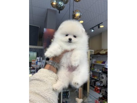 Ukrayna doğumlu pomeranian yavrular
