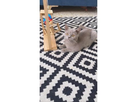 Kesinlikle sağ orjinal ırk çok sağlıklı 5 aylık