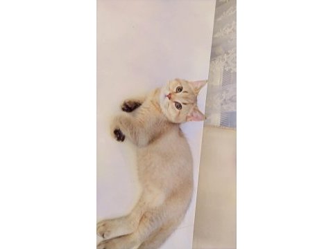 British shorthair golden de black golden yavrular