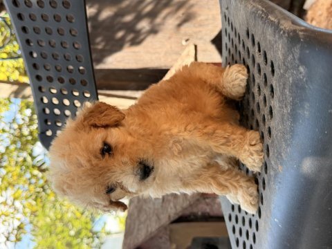 Maltipoo bebekler