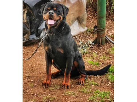 Dünya şampiyonu rottweiler torunları