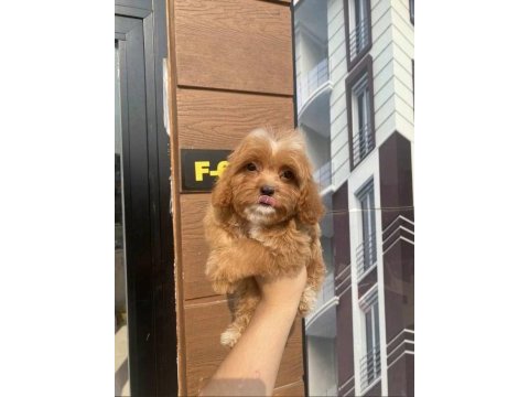 Dünyalae tatlısı cavapoo bebekler