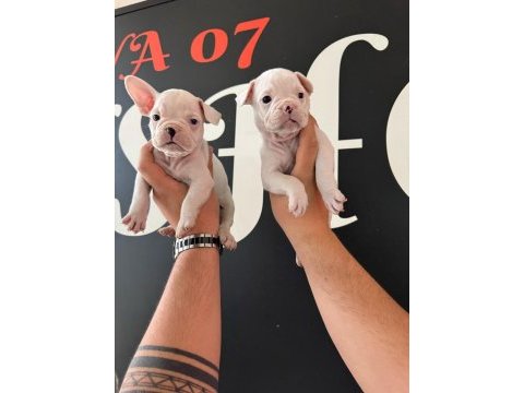 France bulldog bebekler