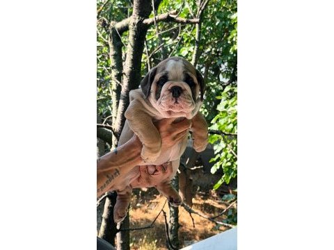 Tombiş bulldog çocuklar