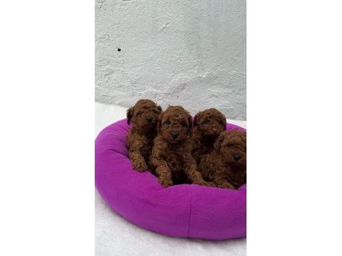Ziyarete açık erkek dişi poodle bebekler 