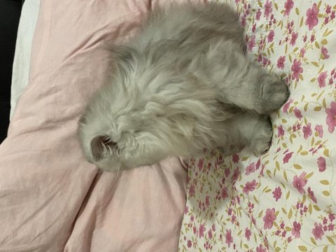 British longhair yavruma acil yuva aranıyor