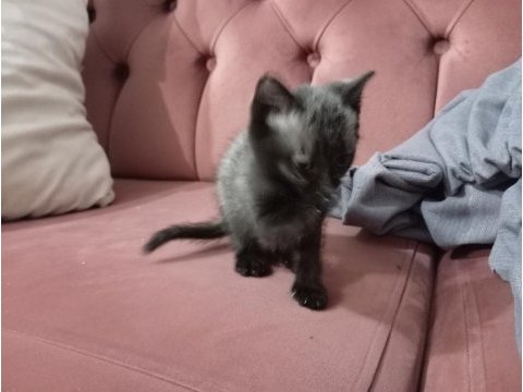 Teslime hazır blue point british shorthair yavrular