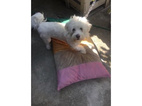 Erkek üç yaşında akıllı sevecen maltipoo
