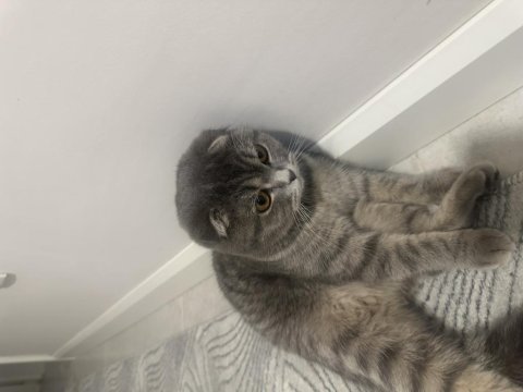Scottish fold kedimiz