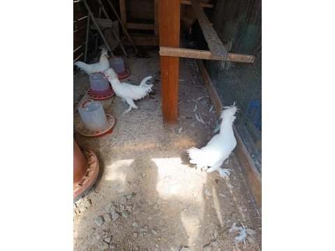 Sultan 5 parmak horoz