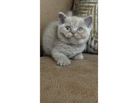 Orjinal british shorthair fawn erkek
