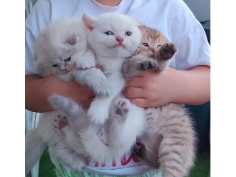 Koca kafa aşılı belgeli scottish fold yavrularım